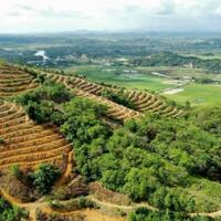 1.13 ha đất view đồi Cát Tiên, Lâm Đồng, giá rẻ chỉ 390 triệu, thích hợp làm homestay