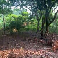 550m2 đất thổ cư sổ đỏ sẵn vườn cây ăn trái về làm nhà vườn xã Minh Trí, Sóc Sơn