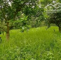 550m2 đất thổ cư sổ đỏ sẵn vườn cây ăn trái về làm nhà vườn xã Minh Trí, Sóc Sơn