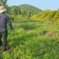Chính chủ cần bán nhanh mảnh vườn tại Ninh Xuân