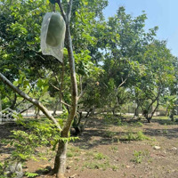 Ngộp Sâu , Bán Nhà Vườn Có Suối Có Thổ Cư Tại Bình Lộc Long Khánh