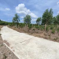 Bán đất vườn Diên Tân quy hoạch full thổ cư sát bên Hương Lộ 62 - đường bê tông 5m