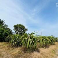 Chính chủ cần bán nhanh lô đất đang trồng cây thanh long ngay Hàm Cường - Hàm Thuận Nam - Bình Thuận.