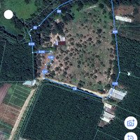 Bán Vườn Trái Cây Xã Tân Hiệp, Huyện Phú Giáo, Tỉnh Bình Dương, Có Vườn Trái Cây Và Có Suối