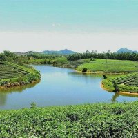Bán Lô Đất Ngộp Giá Tại Lộc Tân - View Đồi Chè Cực Đẹp - Giá Nhanh 550 Triệu