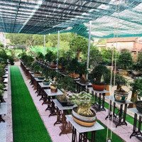 Nhà Vườn Và Đất View Toàn Bộ Cây Cảnh Đt Khủng 1,400M2 .Có 300M Đất Ở