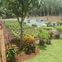 Bán đất tặng nhà vườn sử dụng được ngay - ngang 10
