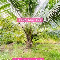 Bán Đất Vườn Dừa, Giá Rẻ Tại Phong Nẫm, Giồng Trôm