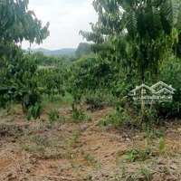 1,8Ha Có Suối Đá Lớn Cực Đẹp - Đất Quanh Suối Bằng Như Sân