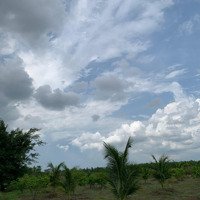 Cần Bán Gấp 1,8 Mẫu Đất Trồng Cây Lâu Năm Tại Xã Cuân Bắc - Xuân Lộc - Đồng Nai