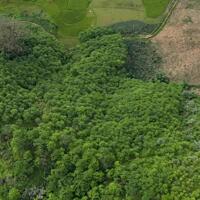 Bán gấp lô đất có diện tích 1,5ha ( thực tế 3ha) full rừng sản xuất