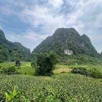 Chinh Chủ Bán 3124M2 Đất Lương Sơn, Hoà Bình