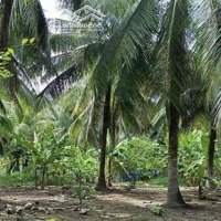 Bán Đất Vườn Dừa Chính Chủ Đang Thu Hoạch