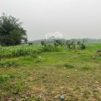 Bán Đất Tặng Nhà Tại Thôn Vô Khuy, Cẩm Lĩnh, Ba Vì Diện Tích 4000M, Giá Yêu Thương, View Cánh Đồng