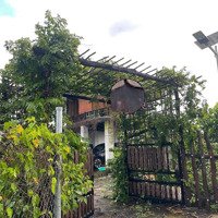 Vườn Sinh Thái 1000M² Phủ Hồng Ont 100%, Chốn An Yên Tại Làng Quê Đn