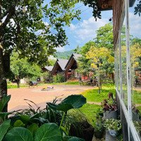 Cc Bán Homestay Hoạt Động Tốt, Doanh Thu 3 Tỷ/Năm, Mộc Châu, Sơn La,Diện Tích3.100M, Lô Góc 3 Mặt. 42 Tỷ