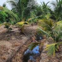 Bán Đất Tân Hòa Bến Lức, Vườn Dừa 5 Năm Tuổi