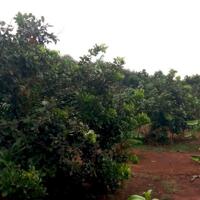 Bán vườn cây ăn trái 1053m, full hồng, Mặt Tiền đường nhựa, xã Bàu Hàm 2, huyện Thống Nhất