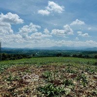 Bán Đất Lâm Đồng Giá Tốt: 16 Lô Đất Tại Tân Hà - Diện Tích Hơn 1000M