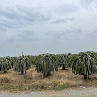 Cần chuyển nhượng gấp 2 hecta đất tại xã Tân Hải - thị xã Lagi - tỉnh Bình Thuận