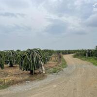 Bán 2 hecta đất Tân Hải, thị xã LaGi HẠ GIÁ 40% chỉ 300tr/ sào + vườn thanh long