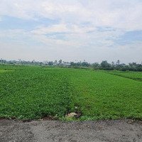 Bán Miếng Đất 4.365M (40X110M). Đường 6M Thông Thạnh Xuân 14, Q12