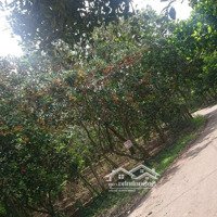 Vườn Trái Cây Long Khánh 2,5 Tỷ