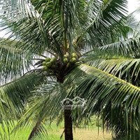 Bán Đất Vườn Dừa Khô Đan Cho Trái