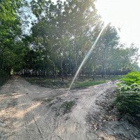 Cần Bán Đất Mẫu Suối Dây,Tân Châu,Tây Ninh