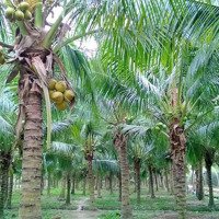 Đất Vườn Dừa Đang Thu Hoạch Trái