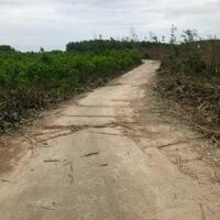 Cần bán lô đất rừng sản xuất quy hoạch cây lâu năm tại Suối Thơm ,xã Khánh Đông, Khánh Vĩnh