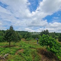 Bán Đất Vườn Sầu Riêng Hơn 1000M2 Giá 300 Triệu