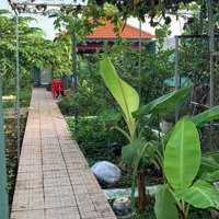 Cho Thuê Nhà Vườn Kp4 Phường Trảng Dài, Thành Phố Biên Hoà 5 Triệu