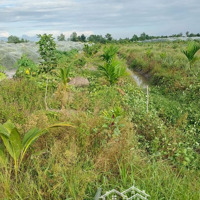 Bán Vườn Trồng Cây Ăn Trái 1 Năm Tuổi Chôm,Dừa,Cau,Khóm