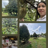 Bán Rẻ Đất Vườn Sầu Riêng 1800M2 Cách Tp.đồng Xoài 7 Phút 470 Tr