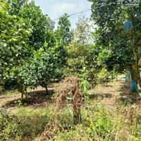 Cắt lỗ 200tr bán vườn sầu riêng đang thu hoạch ở Chơn Thành