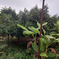 Bán 12 lô đất vườn tại phường Xuân lập