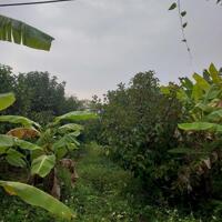 Bán 12 lô đất vườn tại phường Xuân lập