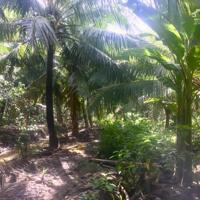 Bán Gấp 1300m2 Vườn Dừa Xiêm Lùn 10 năm tuổi đang cho trái xã Sơn Phú - Giồng Trôm - Bến Tre; 650Triệu/Trọn Thửa(TL chủ)