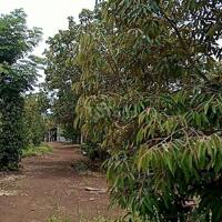 giá ngộp bán nhanh lô đất vườn sầu riêng 1000m2.tặng cây sầu riêng đã trồng 2 năm