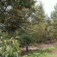 giá ngộp bán nhanh lô đất vườn sầu riêng 1000m2.tặng cây sầu riêng đã trồng 2 năm