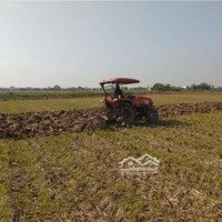 Cho Thuê 50 Công Đất Ruộng Ở Huyện Bình Tân, Vĩnh Long