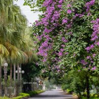 Cho Thuê Căn Hộ View Sân Golf Ciputra Tầng Cao Thoáng Mát.