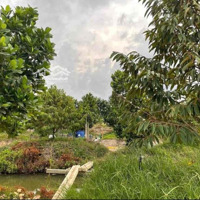 Vườn Sầu Riêng 310 Triệu Ở Chơn Thành Bình Phước