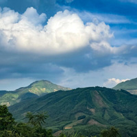 Thông Tin Bom Tấn (Mua Đất Tặng 3000M Rừng Sản Xuất Làm Cảnh Quan, Trồng Cây Cối)