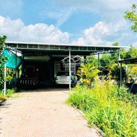 Bán Nhà Đẹp Lô Góc Phường Minh Thành Có Sẵn Vườn Trái Cây Gần Khu Công Nghiệp Becamex
