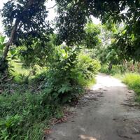 Bán Vườn xoài cổ Thụ gần Nha Trang. 1ha bám đường bê tông