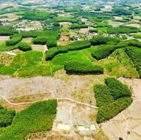 Bán đất vườn Diên Xuân giá rẻ đường oto tới nơi - đang trồng keo cách khu dân cư 500m