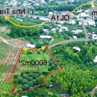 Vườn Xoài Cam Lâm 6000M2, Betong 50M Cln