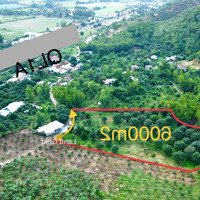 Vườn Xoài Cam Lâm 6000M2, Betong 50M Cln